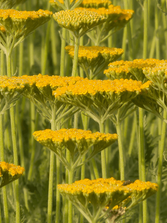 Achillea Coronation Gold